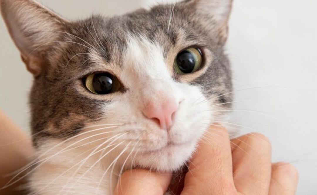 El estrés es una causa común de comportamientos inusuales en los gatos. Fuente: Freepik.