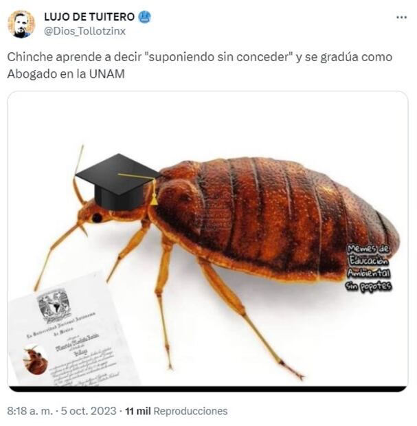 Meme sobre chinches. Foto: Twitter