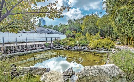 Sociedad de Arquitectos Paisajistas escribe carta a AMLO sobre su preocupación por Chapultepec