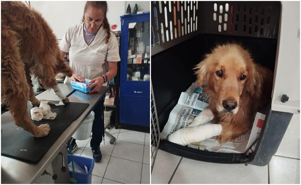 Los brigadistas llevaron al perrito al veterinario para curar sus quemaduras. Foto: EL UNIVERSAL