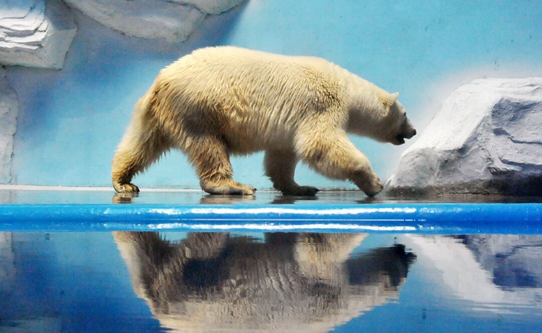 (FOTO: Archivo/EL UNIVERSAL)