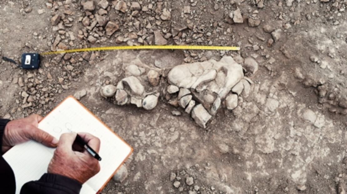 Descubren que el Mussaurus, especie primitiva de dinosaurio, se relacionaba socialmente 