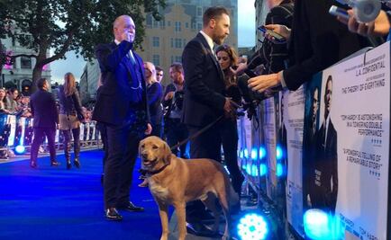 Perro de Tom Hardy se roba la premiere de "Legend"