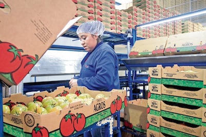 Arancel al jitomate provocaría desperdicio en México; 926 mil toneladas de esa verdura terminan en  la basura cada año