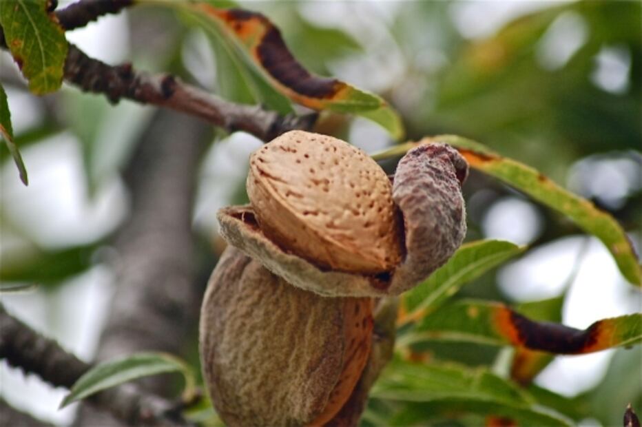 Conoce el proceso de las almendras para llegar a tu mesa