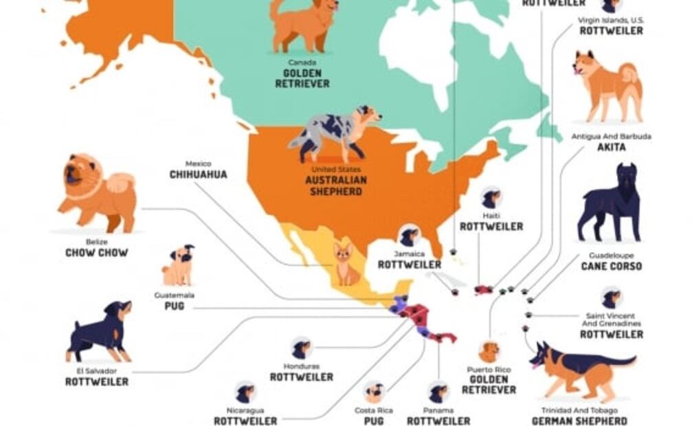 Este mapa muestra las razas de perros más populares del mundo