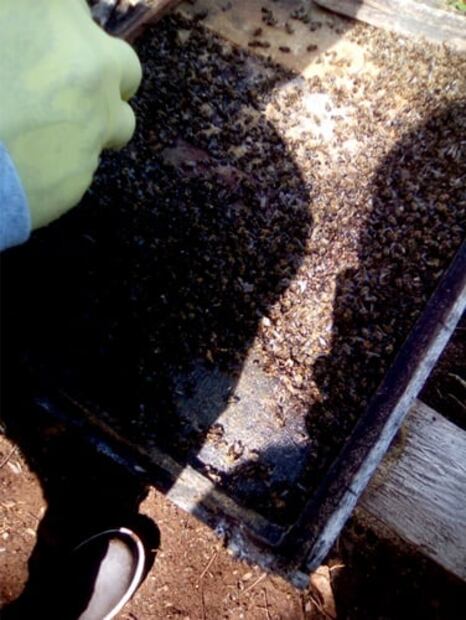 Plaguicida mata a miles de abejas en Q. Roo; fumigaron para sembrar chile