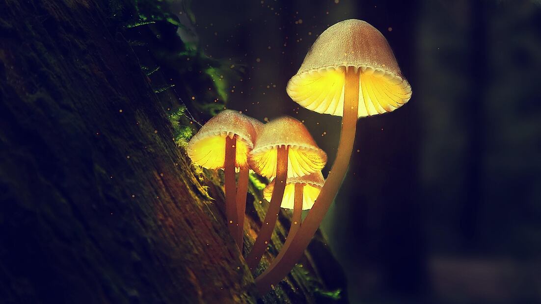 Aprende todo sobre los hongos en este picnic nocturno de Spora 2025. Foto: Pixabay // RagerIncorporationLtd