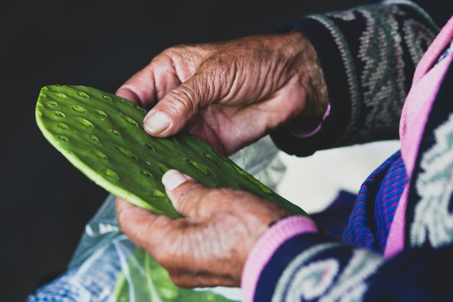 El nopal es considerado un tesoro nutricional por su alto contenido en fibra y minerales esenciales. Foto: Unsplash