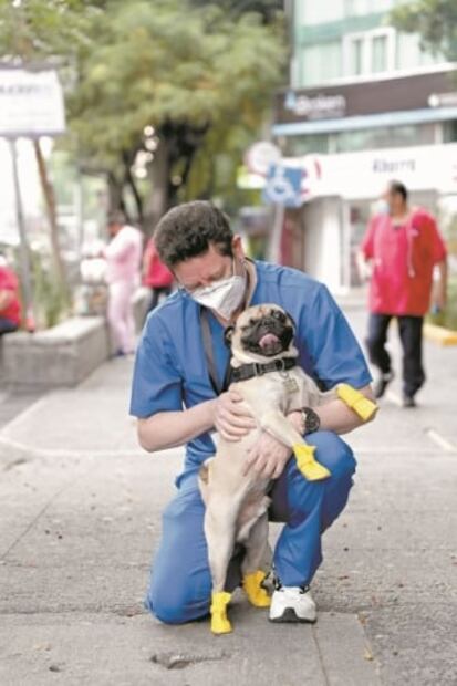 Este es Harley... ¡el perro terapeuta!