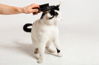 Empleo en Florida: ofrecen más de 160 mil pesos... ¡por abrazar gatitos!