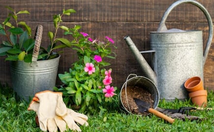 3 increíbles datos de las plantas que no todos saben