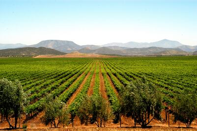 Ruta del vino por Baja California
