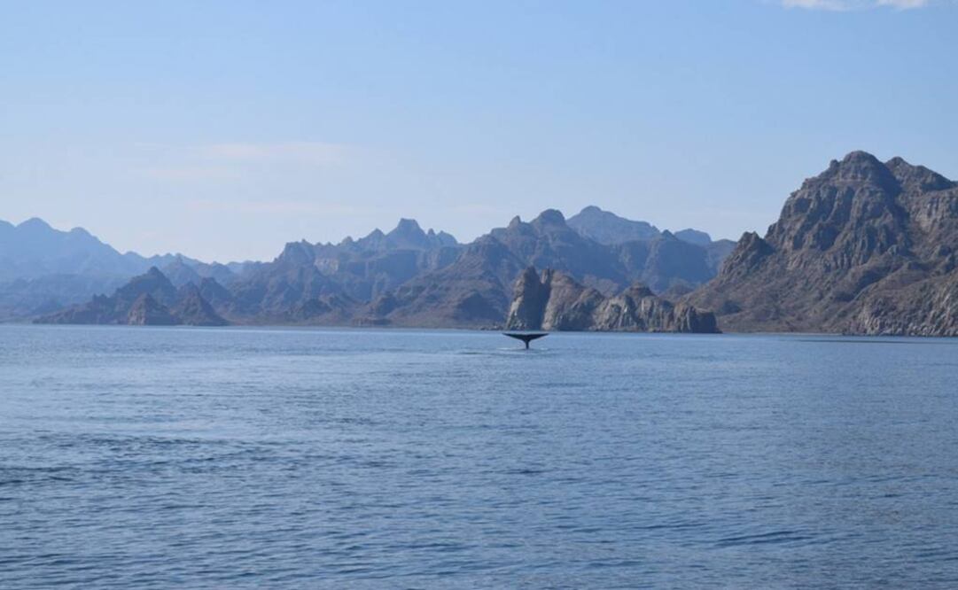 Tomada de @PROFEPA_Mx