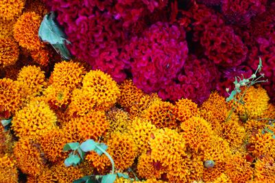 Día de Muertos 2025: Consejos para que tus flores de cempasúchil duren más tiempo en la ofrenda