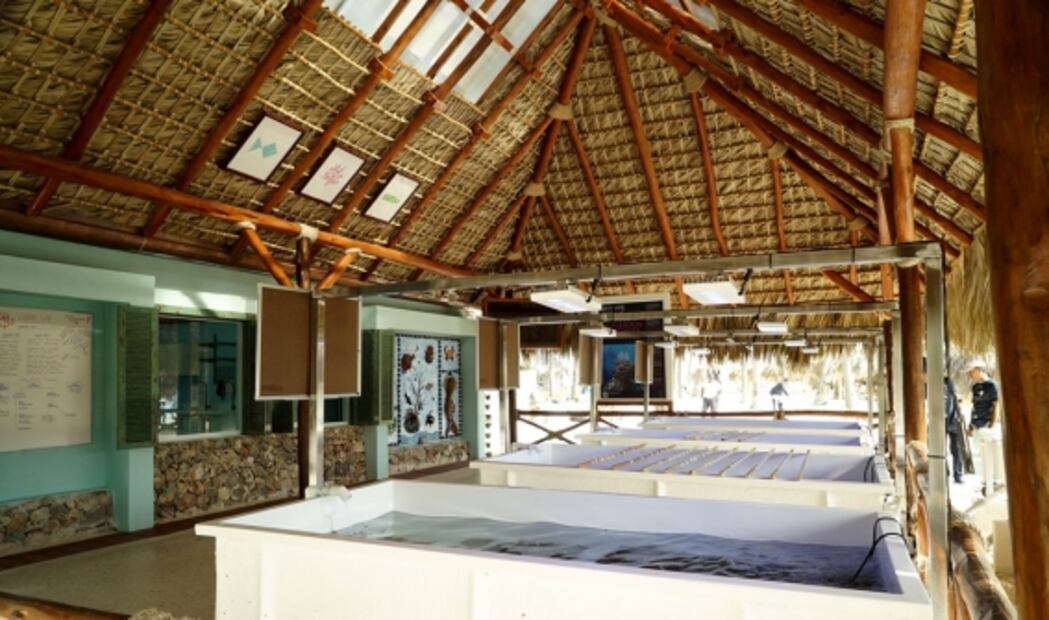 Crean laboratorio en el Caribe para rescatar especies de corales