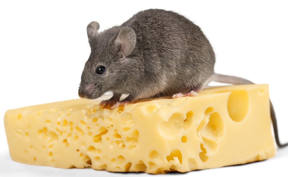 La supervivencia de estos roedores sin alimentos ni agua depende de muchos otros factores. Foto: Canva