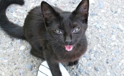 ¿Por qué los gatos maúllan tan seguido?; esto dicen los veterinarios