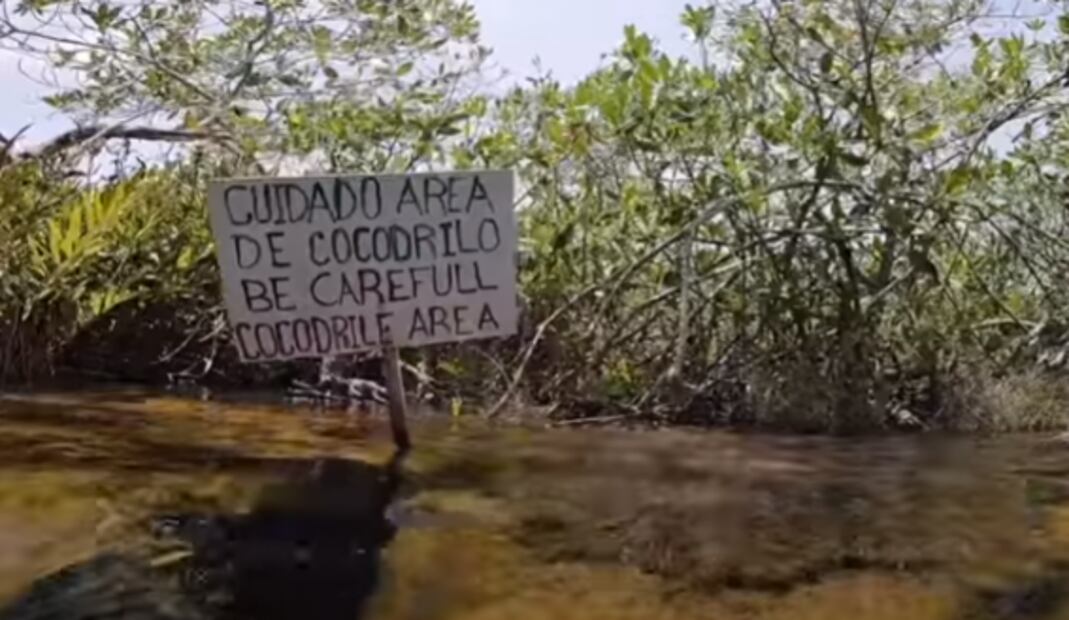 Panchito, el cocodrilo que nada con turistas en un cenote de Tulum