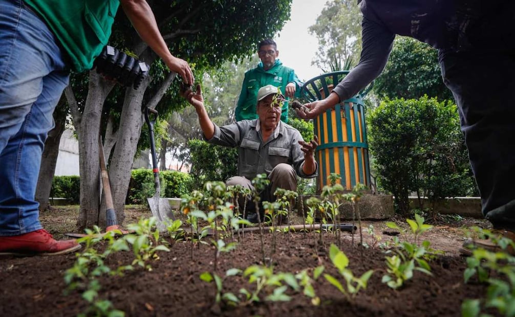 Programa busca mayor siembra de plantas (08/07/2025). Foto: Especial