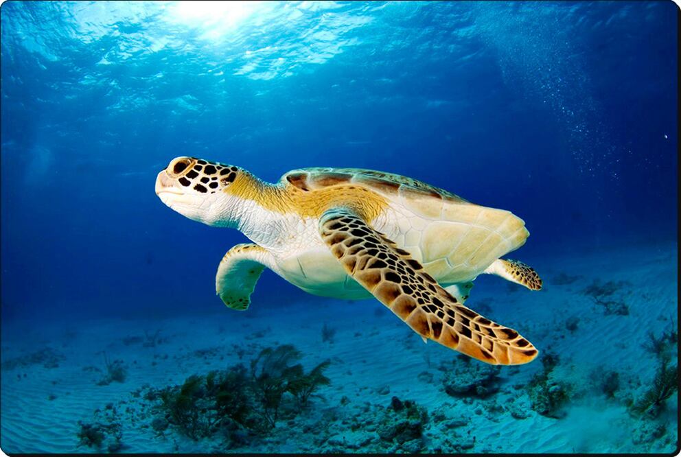 Foto: Cortesía de la Conanp