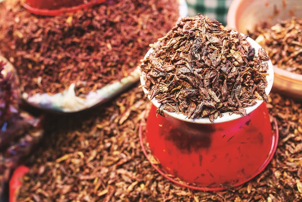 Los chapulines son algunos de los insectos benéficos para la salud / Foto: El Universal