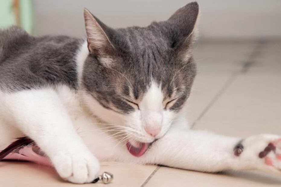 Eliminar el marcaje de orina de gato requiere una limpieza rápida y adecuada. Fuente: Freepik.