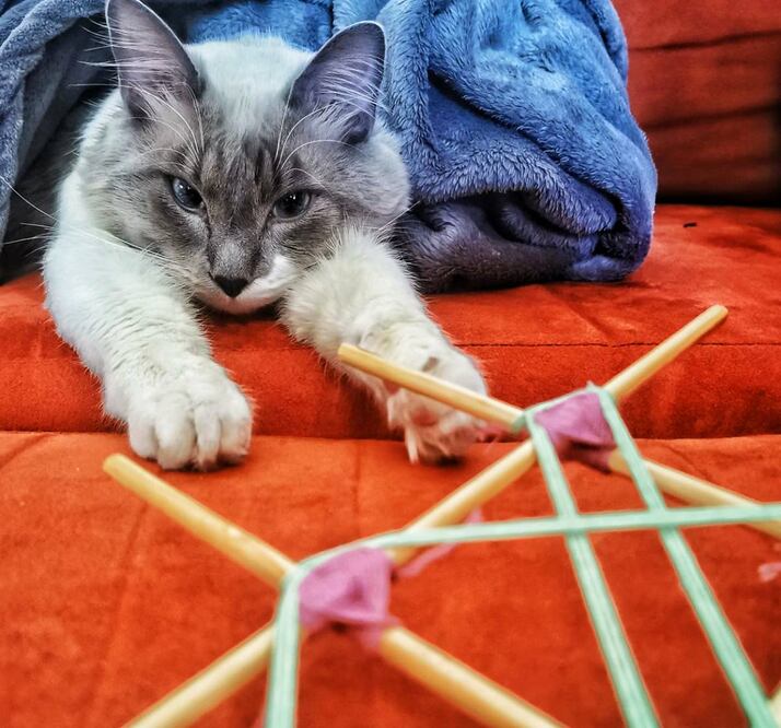 Foto: cortesía Boris el Gato Guapo