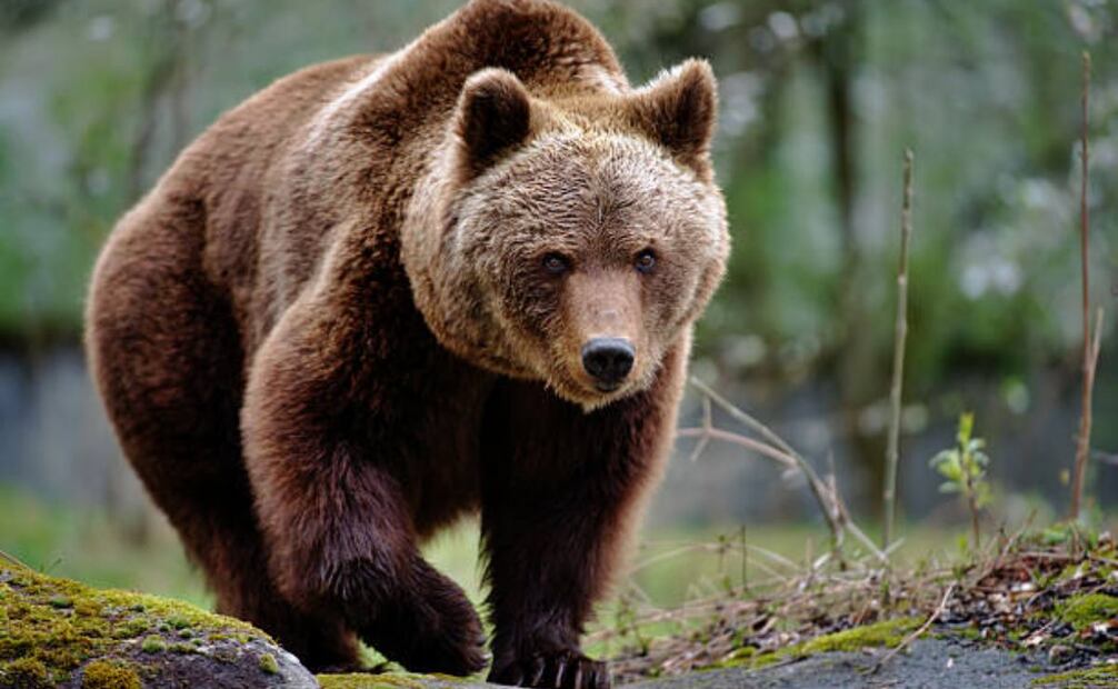 Foto: IStock