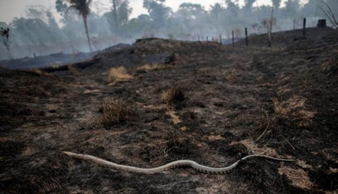 Las imágenes de los incendios registrados en la selva amazónica de Brasil