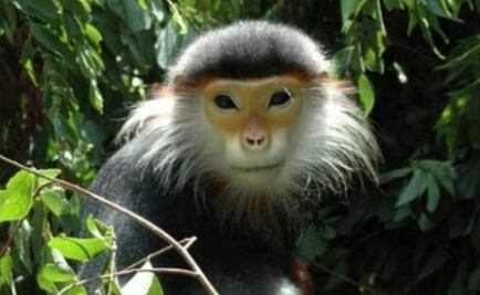 Arrestan a 6 vietnamitas por transmitir en Facebook cómo se comieron un mono 