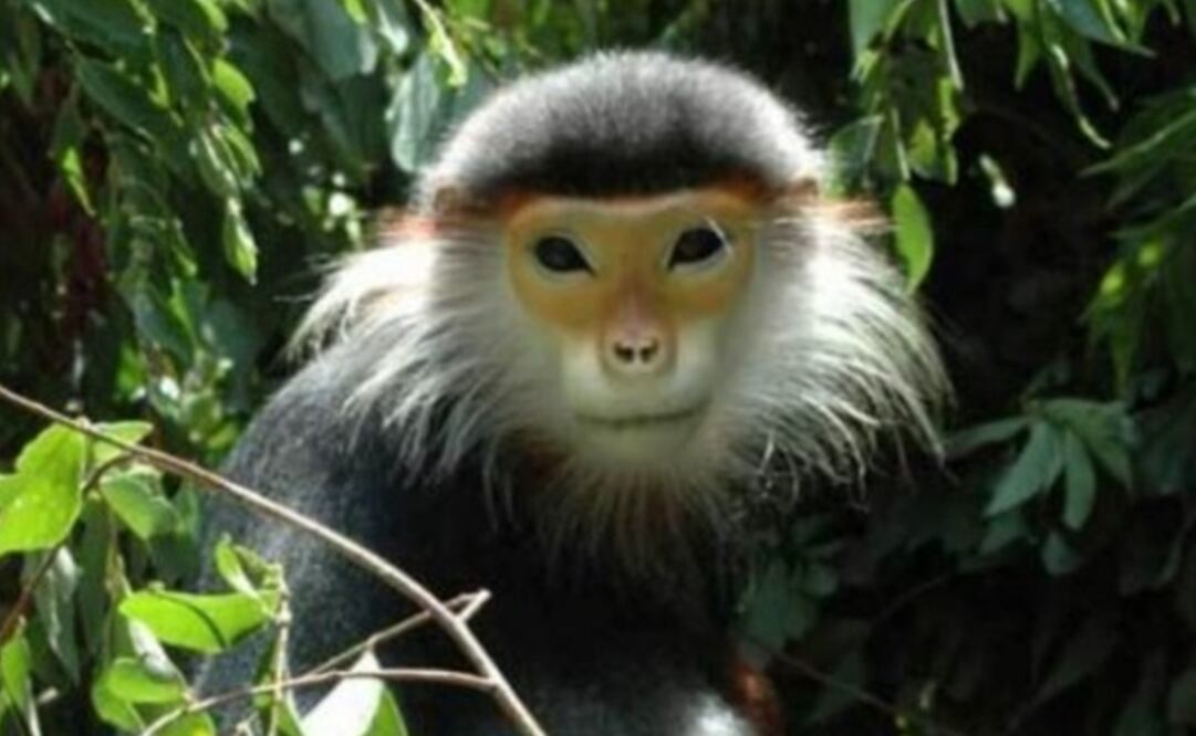 Los monos langures forman parte de una de las especies más amenazadas del planeta y solo se hallan en el norte de Vietnam. Foto: AFP 