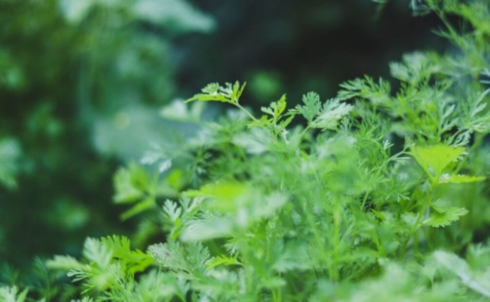 ¿Qué pasa si comes cilantro todos los días?