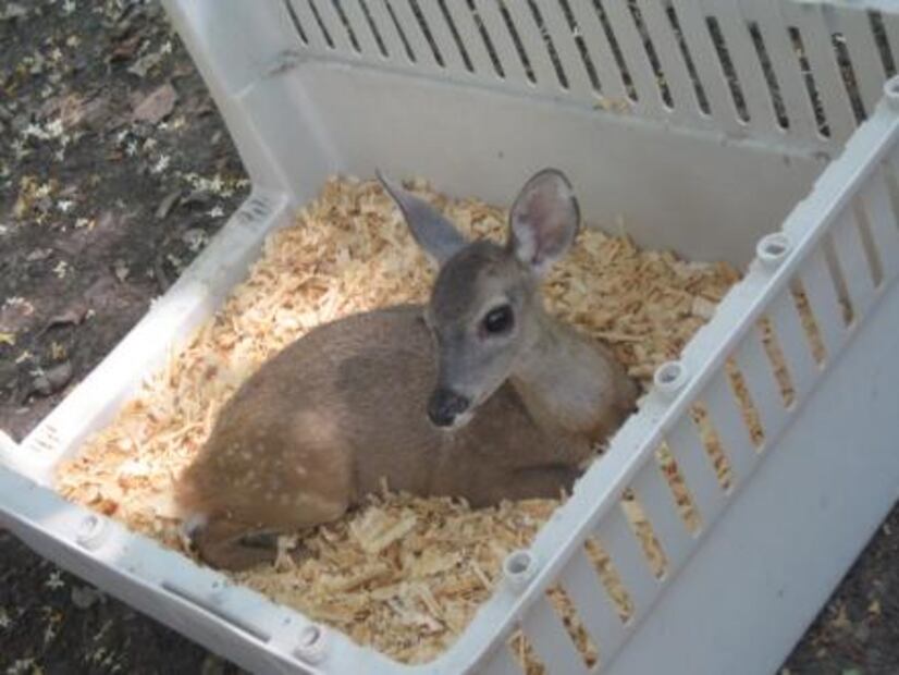 Rescata Profepa cinco ejemplares de fauna silvestre en Colima