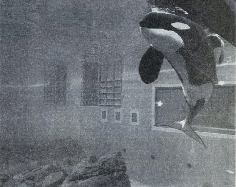 Keiko, la desafortunada historia de la única ballena amaestrada en México