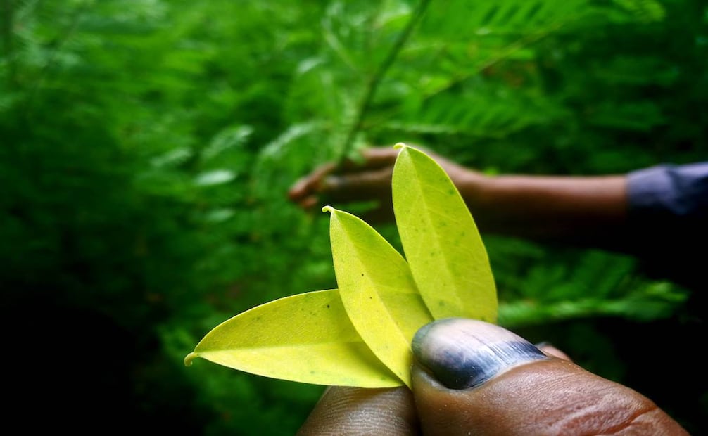 La planta que en Oaxaca se conoce como jiquilite recibe el nombre de ch'oj en las comunidades mayas, donde hasta la fecha se conoce por uso medicinal en problemas estomacales o de epilepsia. Foto: Roselia Chacas/EL UNIVERSAL.