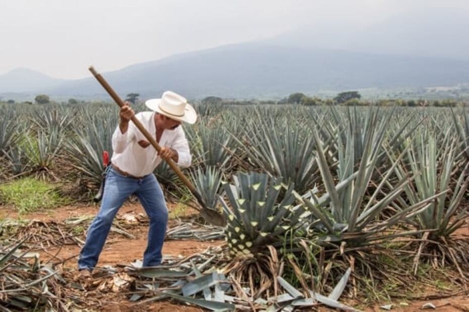 10 cosas que no sabías sobre el tequila