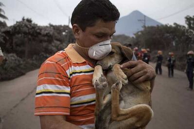 Así rescatan animales tras erupción de volcán de Fuego en Guatemala