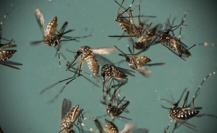 El Zika también muta, cientifícos alertan sobre su peligro