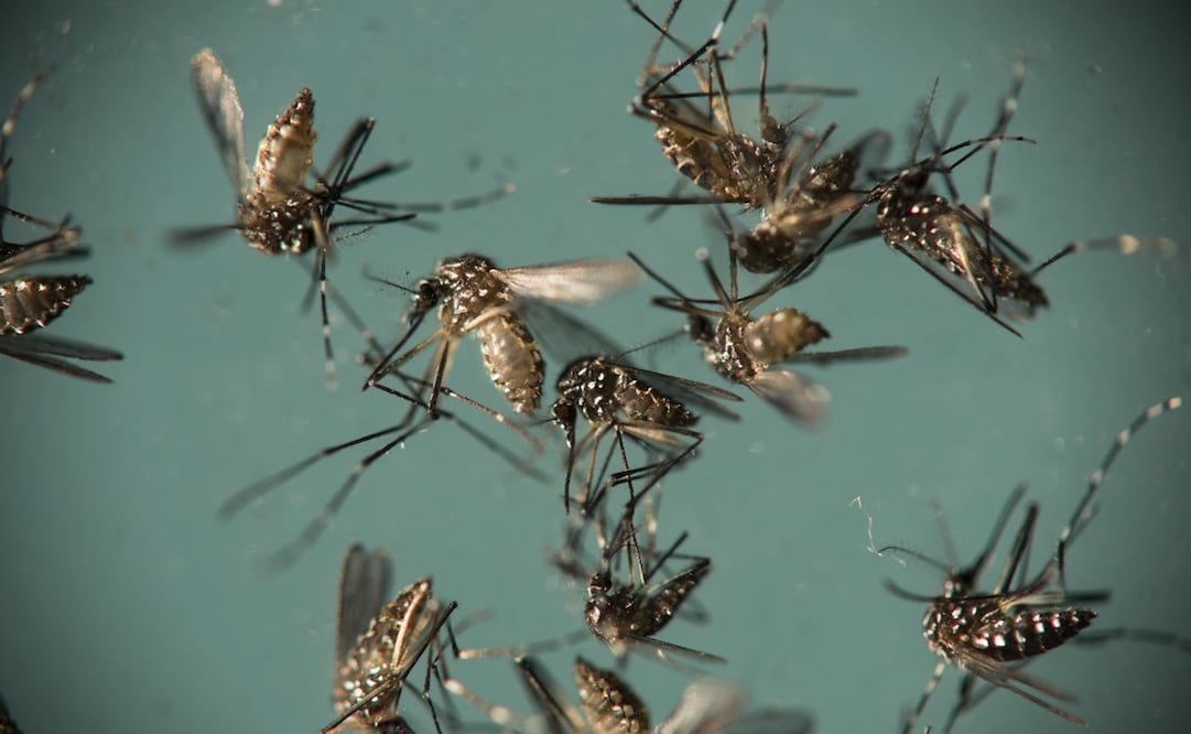 Foto: AP/Felipe Dana, archivo 