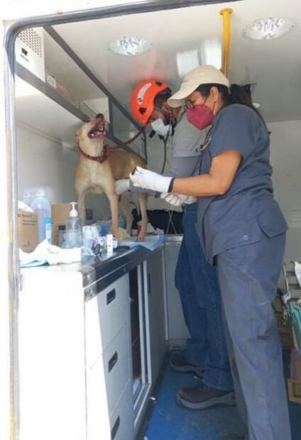 "Esponjoso” uno de los lomitos sobrevivientes de la explosión de Xochimehuacán, Puebla