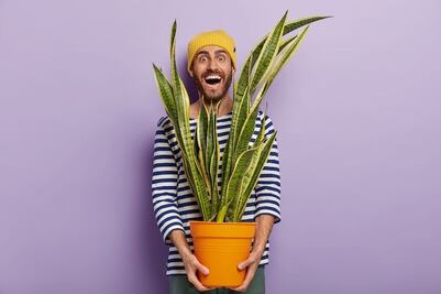 5 Plantas de interior perfectas para otoño; descubre los beneficios de tenerlas en casa