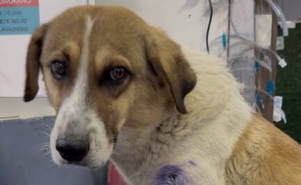 Activista denuncia que elemento de Guardia Nacional disparó contra perrito callejero en Hidalgo; presuntamente fue por "diversión"