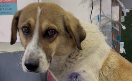 Activista denuncia que elemento de Guardia Nacional disparó contra perrito callejero en Hidalgo; presuntamente fue por "diversión"