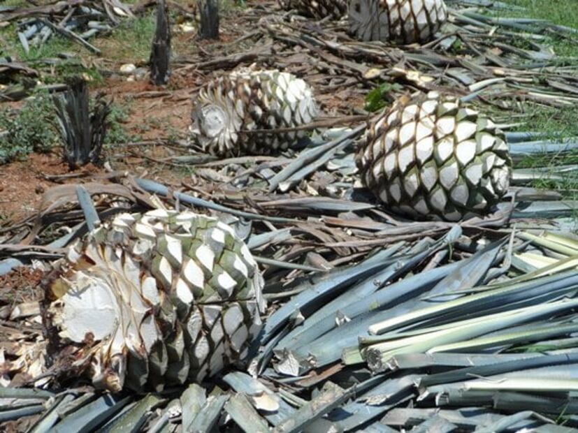 El mezcal es la mejor bebida alcohólica: estudio