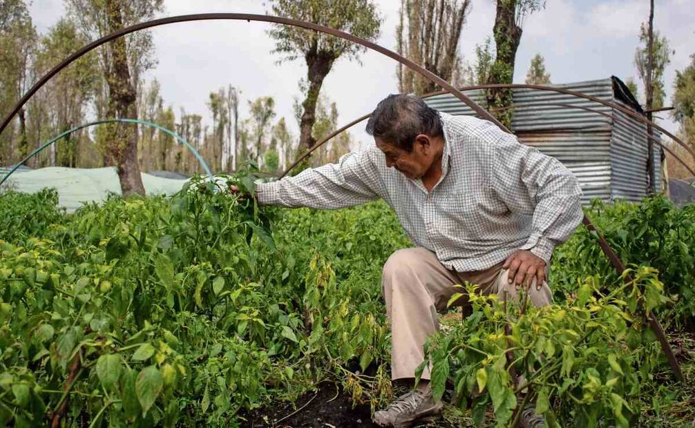Gonzalo asegura que este chile, que lo cultivaban sus antepasados, es parte esencial de la identidad de San Gregorio Atlapulco: “Nosotros los de aquí somos los chicuarotes”. Foto: Fernanda Zamora / EL UNIVERSAL