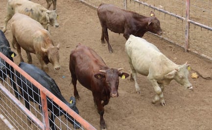 Reactivan exportación de ganado por el Puerto de San Gerónimo-Santa Teresa en Chihuahua; beneficia a ganaderos