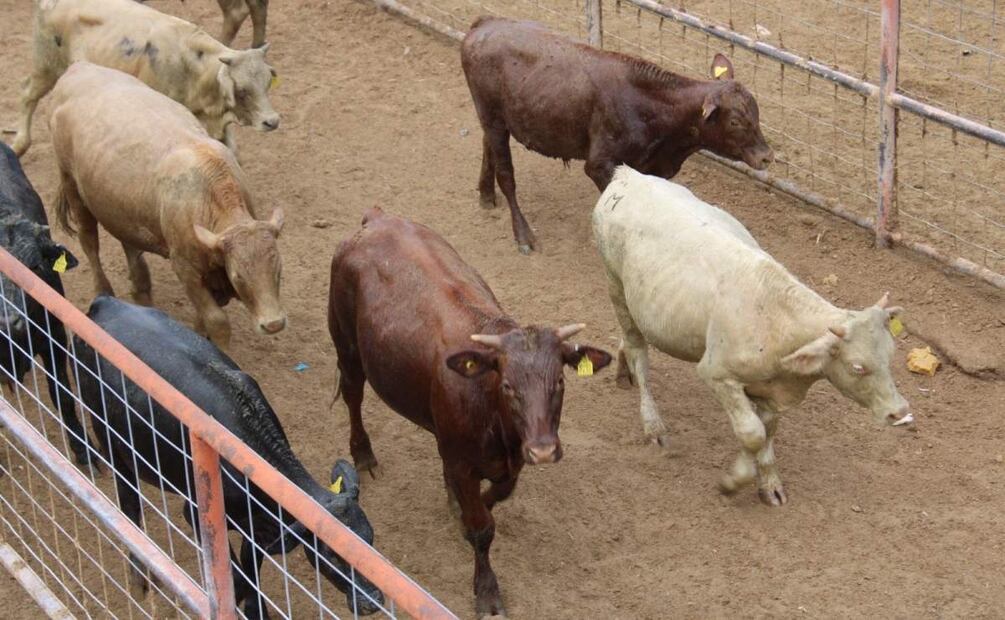 El pasado primero de febrero, se reactivó la exportación de ganado por el Puerto de San Gerónimo-Santa Teresa en Chihuahua (01/02/2025). Foto: Especial