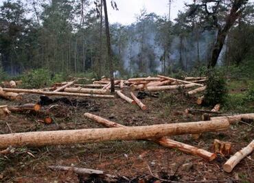 Arranca campaña sobre tala ilegal en bosques en Tlalpan
