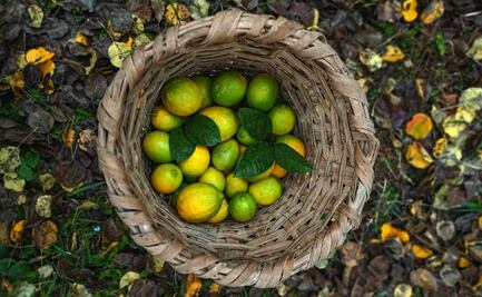 Así son los limones de Colima
